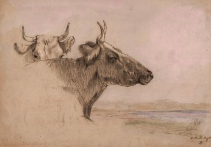 Alice M Hushand - Good 19th Century Drawing of Cattle