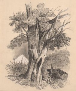 Mat Upton - A Tree 19th Century Drawing