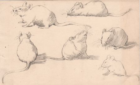 Fine 19th Century Graphite Drawing - Study of Mice