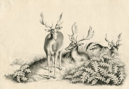 19th Century Graphite Drawing - Deer