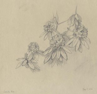 Frances Watt - 1956 Graphite Drawing, Rhododendrons in Waterloo Park, Highgate