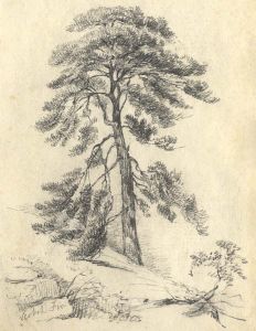R Tregelles - 19th Century Graphite Drawing, Scotch Fir (Pine)