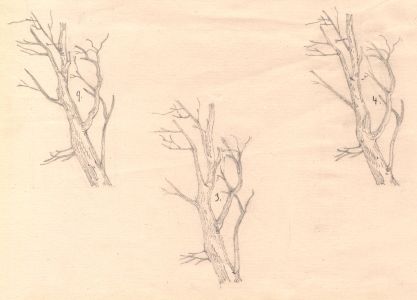 Lilly Gosset - 19th Century Graphite Drawing, Branch Studies