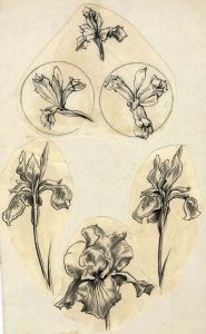Adrian Hill - 1965 Charcoal Drawing, Irises