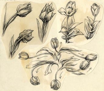 Adrian Hill - 1965 Charcoal Drawing, Tulips