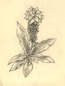 Adrian Hill - 1965 Charcoal Drawing
