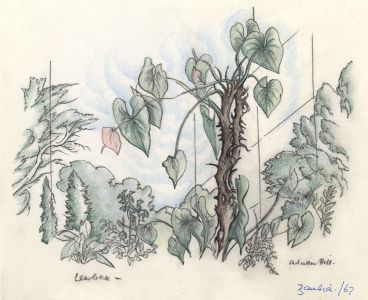 Adrian Hill - 1967 Charcoal Drawing, Plants, Zambia