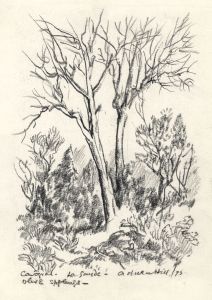 Adrian Hill - 1975 Charcoal Drawing, Olive Saplings