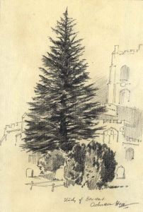 Adrian Hill - Mid 20th Century Charcoal Drawing, Study of Deodora