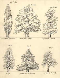 Adrian Hill - Early 20th Century Charcoal Drawing, Study of Tree Heights