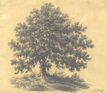 Monogram F.M.L. - Early 19th Century Graphite Drawing, Tree Study