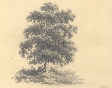 Monogram F.M.L. - Early 19th Century Graphite Drawing, Tree Study