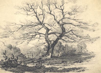 William James Boddy - 19th Century Graphite Drawing, Tree