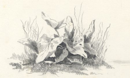 Mid 19th Century Graphite Drawing - Plant