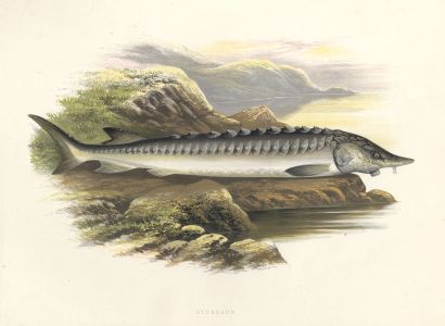 Benjamin Fawcett - 1879 Wood Engraving, Sturgeon