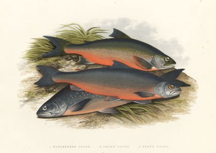 Benjamin Fawcett - 1879 Wood Engraving, Windermere, Cole's and Gray's Charr