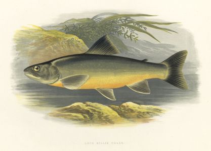 Benjamin Fawcett - 1879 Wood Engraving, Loch Killin Charr