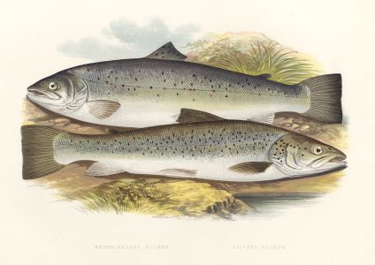 Benjamin Fawcett - 1879 Wood Engraving, Short-Headed Salmon, Silvery Salmon
