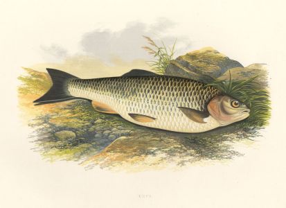 Benjamin Fawcett - 1879 Wood Engraving, Chub