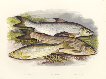 Benjamin Fawcett - 1879 Wood Engraving, Vendace, Gwyniad, Grayling