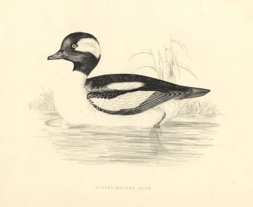 Benjamin Fawcett - 1855 Wood Engraving, Buffel-headed Duck