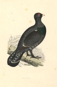 Benjamin Fawcett - 1855 Wood Engraving, Capercaillie