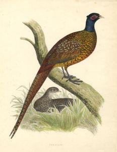 Benjamin Fawcett - 1855 Wood Engraving, Pheasant