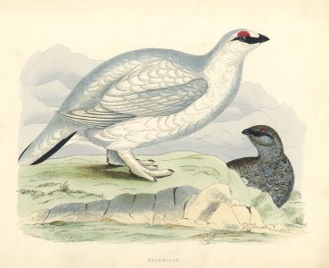 Benjamin Fawcett - 1855 Wood Engraving, Ptarmigan