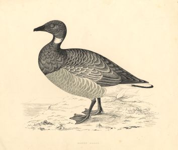 Benjamin Fawcett - 1855 Wood Engraving, Brent Goose