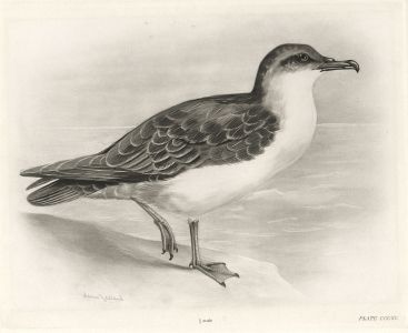 Lilian Medland - Early 20th Century Photogravure, Great Shearwater