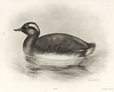 Lilian Medland - Early 20th Century Photogravure, Eared or Black-Necked Grebe