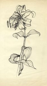 Paul Sharp - Mid 20th Century Pen and Ink Drawing, Lily
