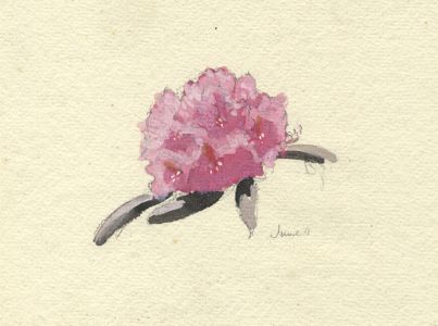 Frances Watt - Mid 20th Century Watercolour, Flower