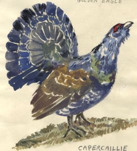 Keith Burtonshaw - Contemporary Watercolour, Capercaillie