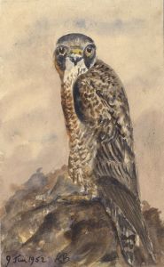 Keith Burtonshaw - 1952 Watercolour, Hawk