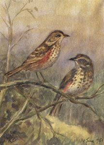 Keith Burtonshaw - 1951 Watercolour, Two Birds on a Branch