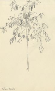 Frances Watt - Mid 20th Century Graphite Drawing, Citrus Species