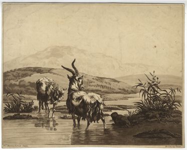 H. Schutz - 1813 Aquatint, Sheep and Goat