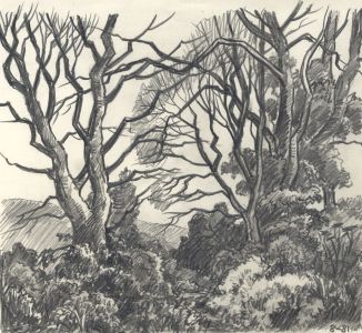 Keith Burtonshaw - 1981 Graphite Drawing, Trees