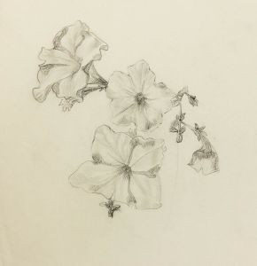 William Redgrave - Early 20th Century Graphite Drawing, Flowers