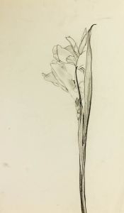 William Redgrave - Early 20th Century Graphite Drawing, Flower