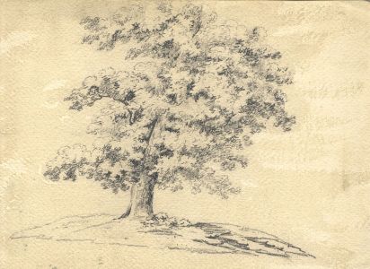 19th Century Graphite Drawing - Tree Study