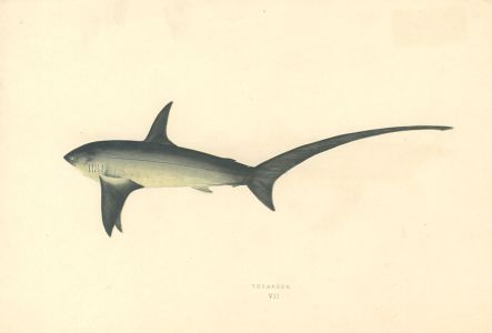 Set of 3 1862 Wood Engravings - Shark and Thrasher