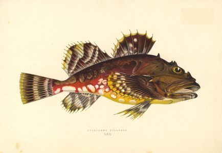 Set of 3 1862 Wood Engravings - Bullhead, Pogge, Dogfish