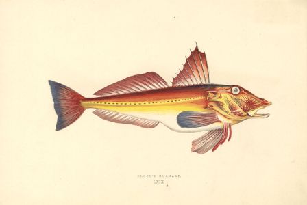 Set of 3 1862 Wood Engravings - Gurnard