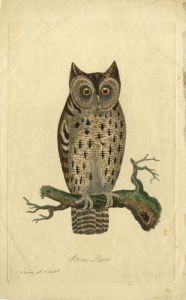 H. Denny - 19th Century Engraving, Strix Asio (Mottled Owl)
