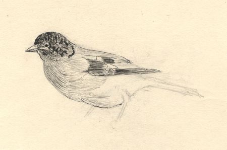 Dorothy Pask - Early 20th Century Pen and Ink Drawing, Small Bird Study