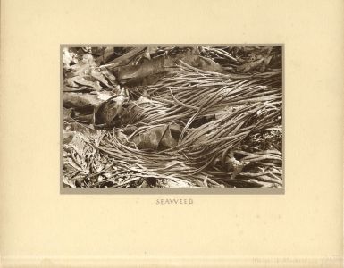 Margaret Bernard [Mackechnie] - Mid 20th Century Photograph, Seaweed