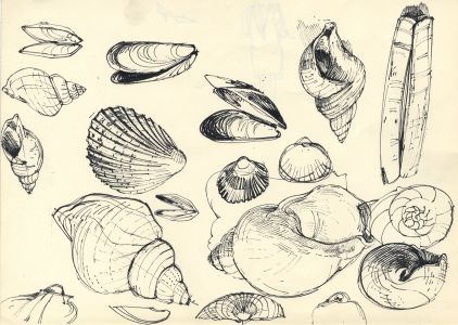 Paul Sharp - 1958 Pen and Ink Drawing, Shells