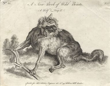 19th Century Engraving - A New Book of Wild Beasts - A Wolf Trap'd